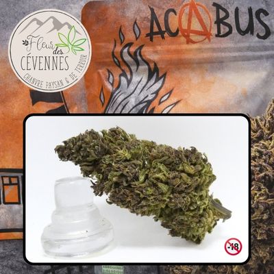 Fleur ACABUS outdoor des Cévennes mise en scène comme un mannequin avec trichomes visibles