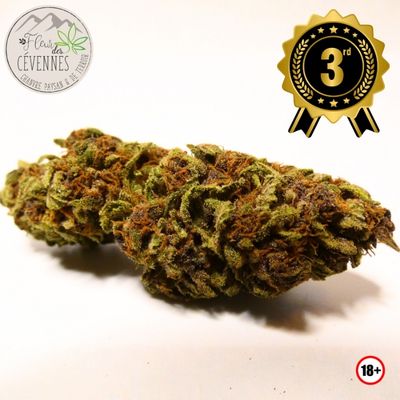 Fleur Legendary OZ de Fleur des Cévennes récompensée troisième place à la France Cannabis Cup