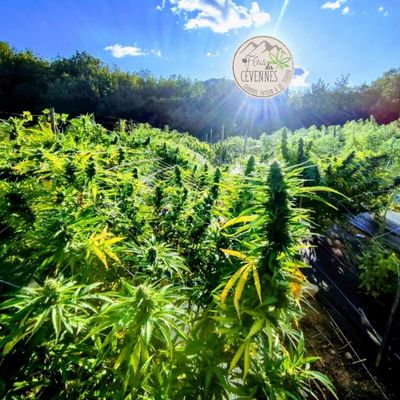Champ de chanvre en culture extérieure dans les Cévennes cultivé par Fleur des Cévennes