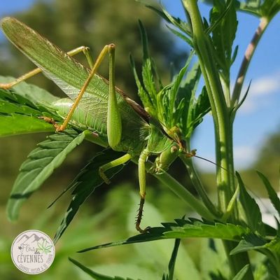 Sauterelle sur une feuille de chanvre en culture extérieure dans les Cévennes
