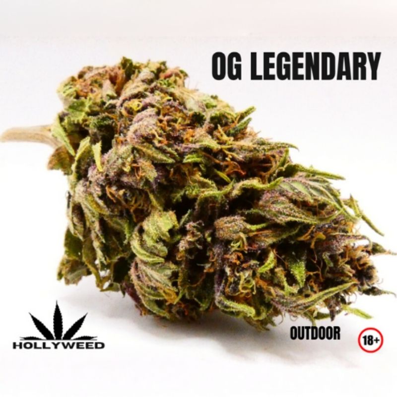 OG Legendary CBD Hollyweed outdoor fleur violette et verte avec pistils orangés et trichomes visibles