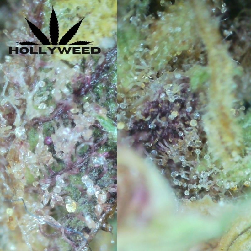 trichomes bulbeux OG Legendary CBD Hollyweed translucides riches en résine