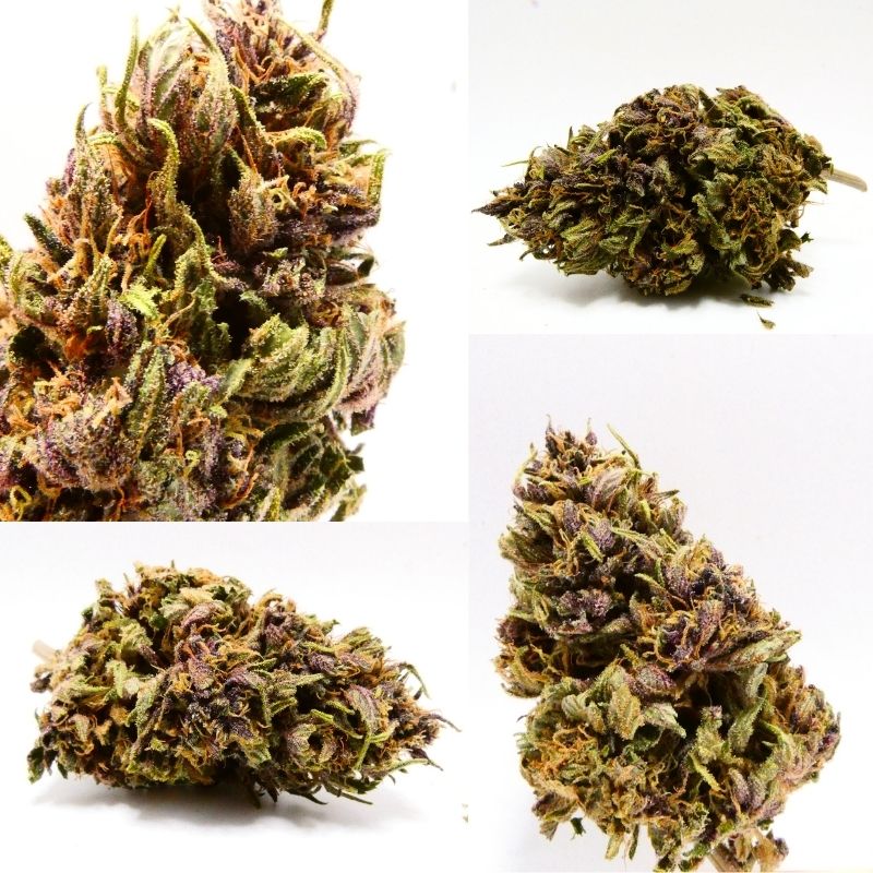 montage OG Legendary CBD Hollyweed fleur détails trichomes pistils texture et structure