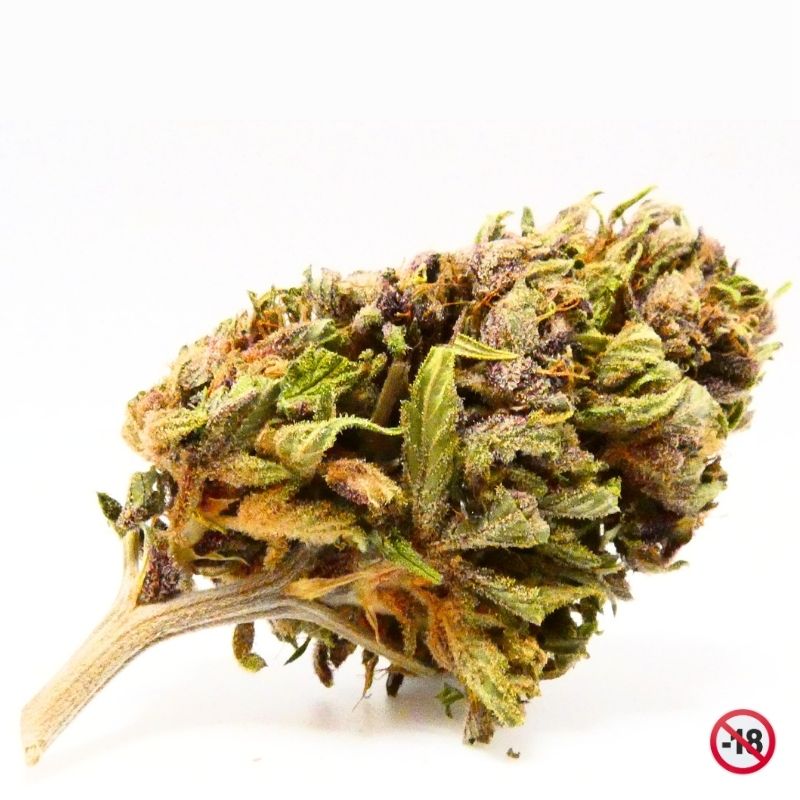 fleur OG Legendary CBD Hollyweed détail bud résineuse violette et verte avec pistils orangés