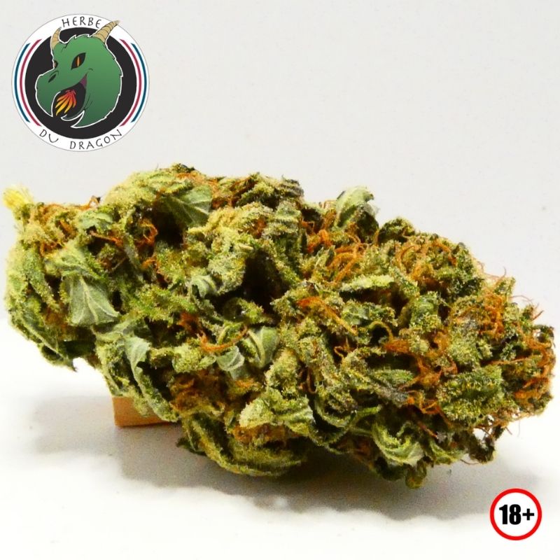 Fleur CBD Lifter outdoor Herbe du Dragon culture naturelle Provence tête dense résineuse