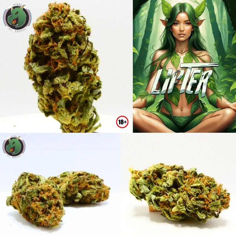 Fleurs CBD Lifter outdoor Herbe du Dragon trois têtes résineuses culture naturelle Provence