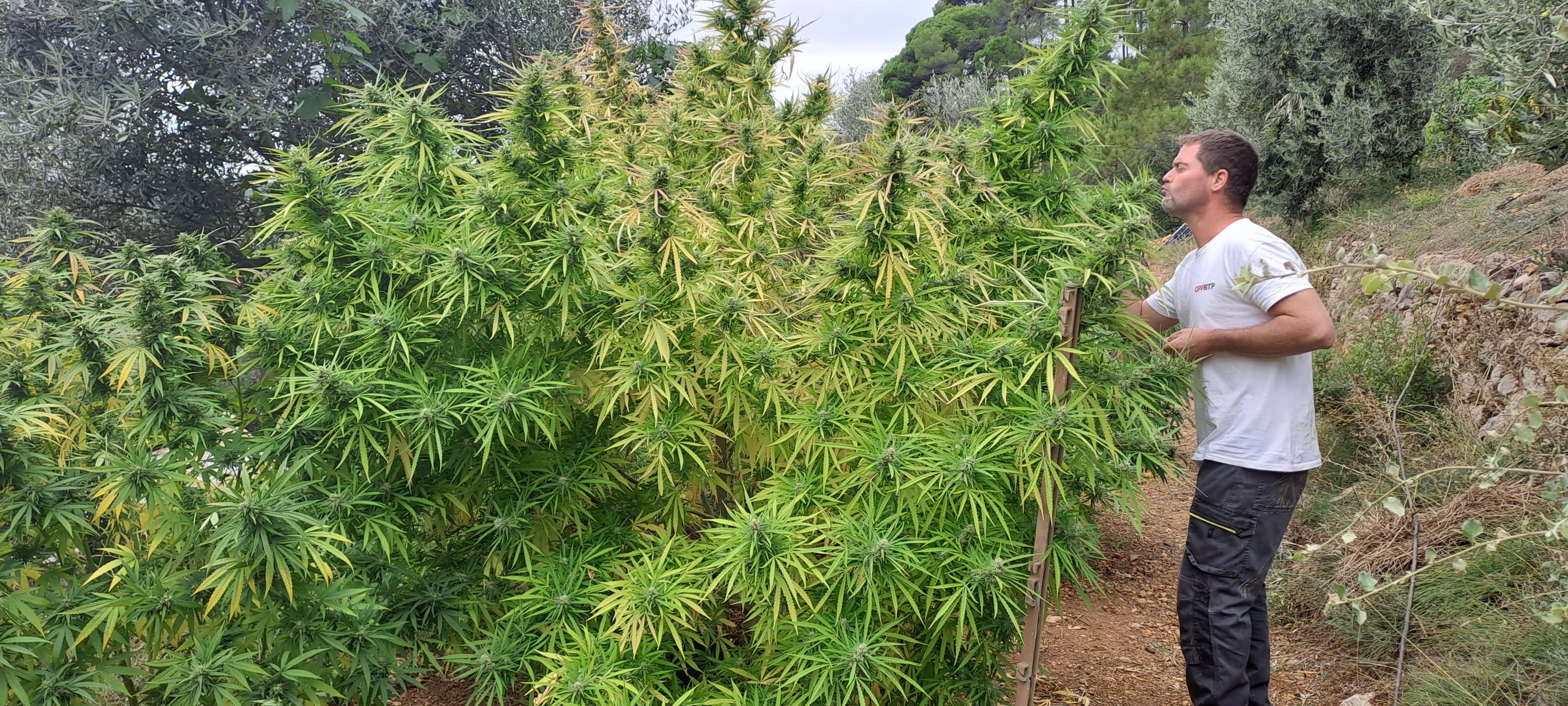 Culture CBD outdoor Herbe du Dragon en Provence plante en pleine terre production naturelle Var