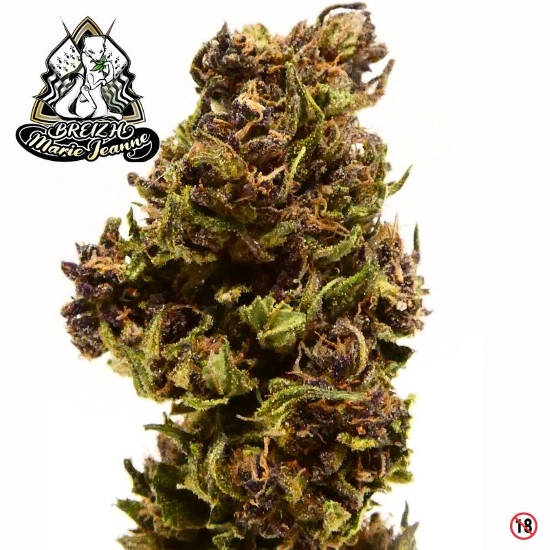 fleur cbd abacus bzh outdoor bretagne breizh marie jeanne