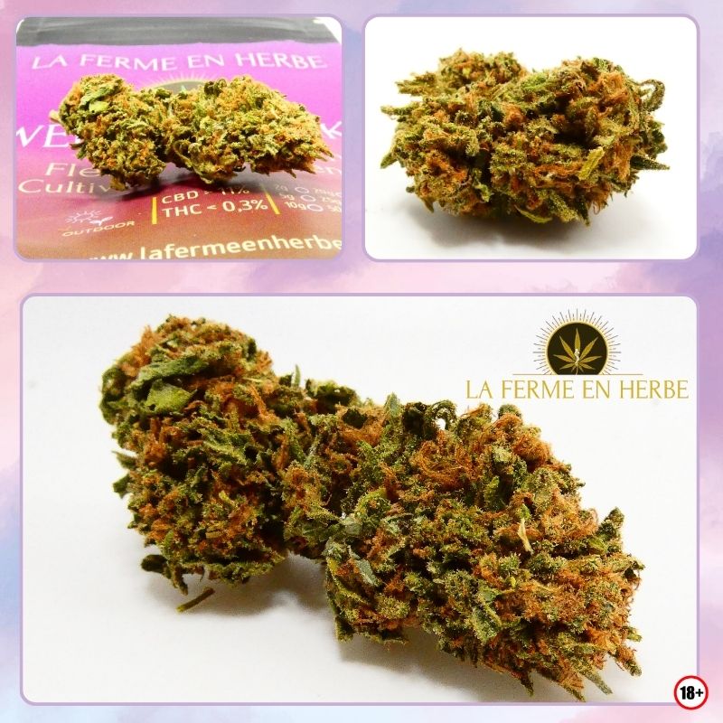 wedding cake cbd ferme en herbe fleur multi angles structure compacte trichomes pistils orange outdoor france