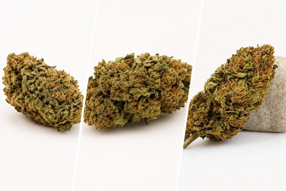Montage de trois fleurs Dark Saphir CBD greenhouse de MMD avec détails des trichomes et de la structure des têtes