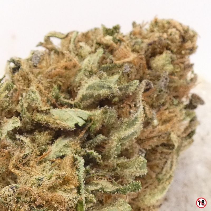 Gros plan sur une fleur Dark Saphir CBD greenhouse avec trichomes visibles et pistils orangés