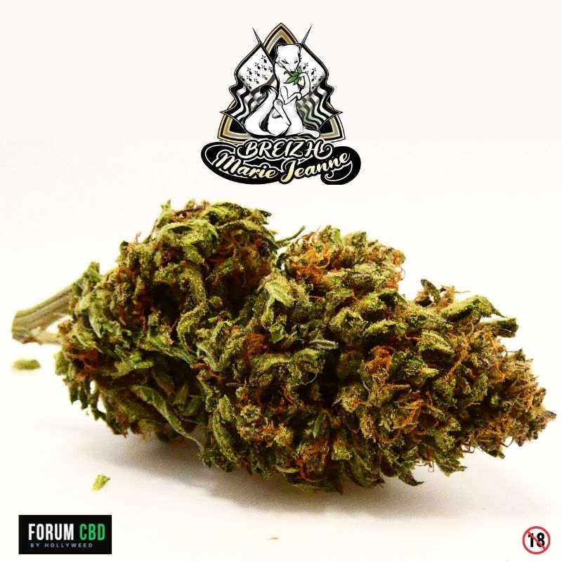 Macro d’une fleur CBD Skunk Jam GMO de Breizh Marie Jeanne, culture française aux nuances vertes et pistils orangés, présentée dans une revue dégustation Forum CBD by Hollyweed.