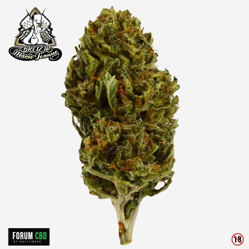Tête de Skunk Jam GMO cultivée par Breizh Marie Jeanne en Bretagne, fleur CBD artisanale aux pistils orangés et aux nuances vert olive présentée sur Forum CBD by Hollyweed.