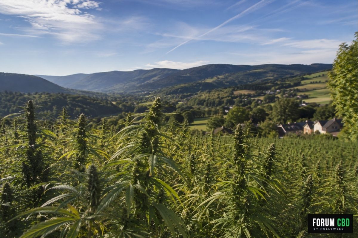 Culture outdoor de chanvre CBD par Vert Horizon en Auvergne-Rhône-Alpes.