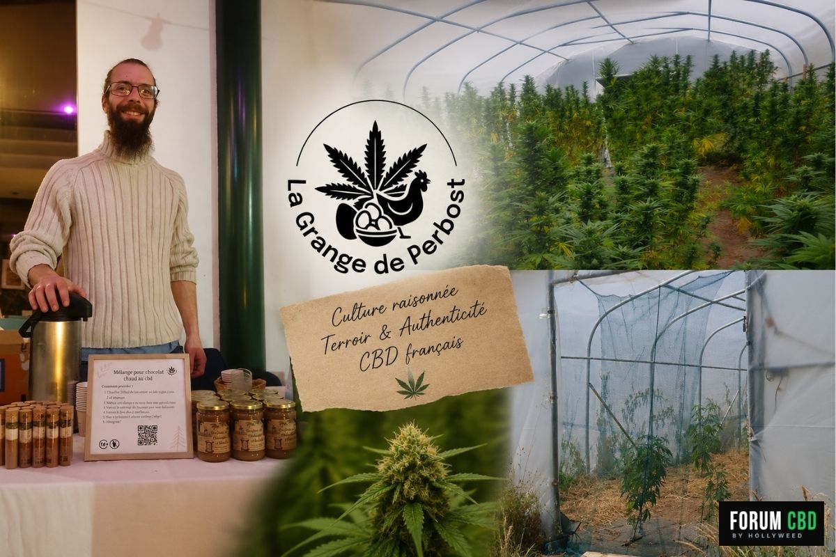 Culture greenhouse de chanvre CBD par La Grange de Perbost.