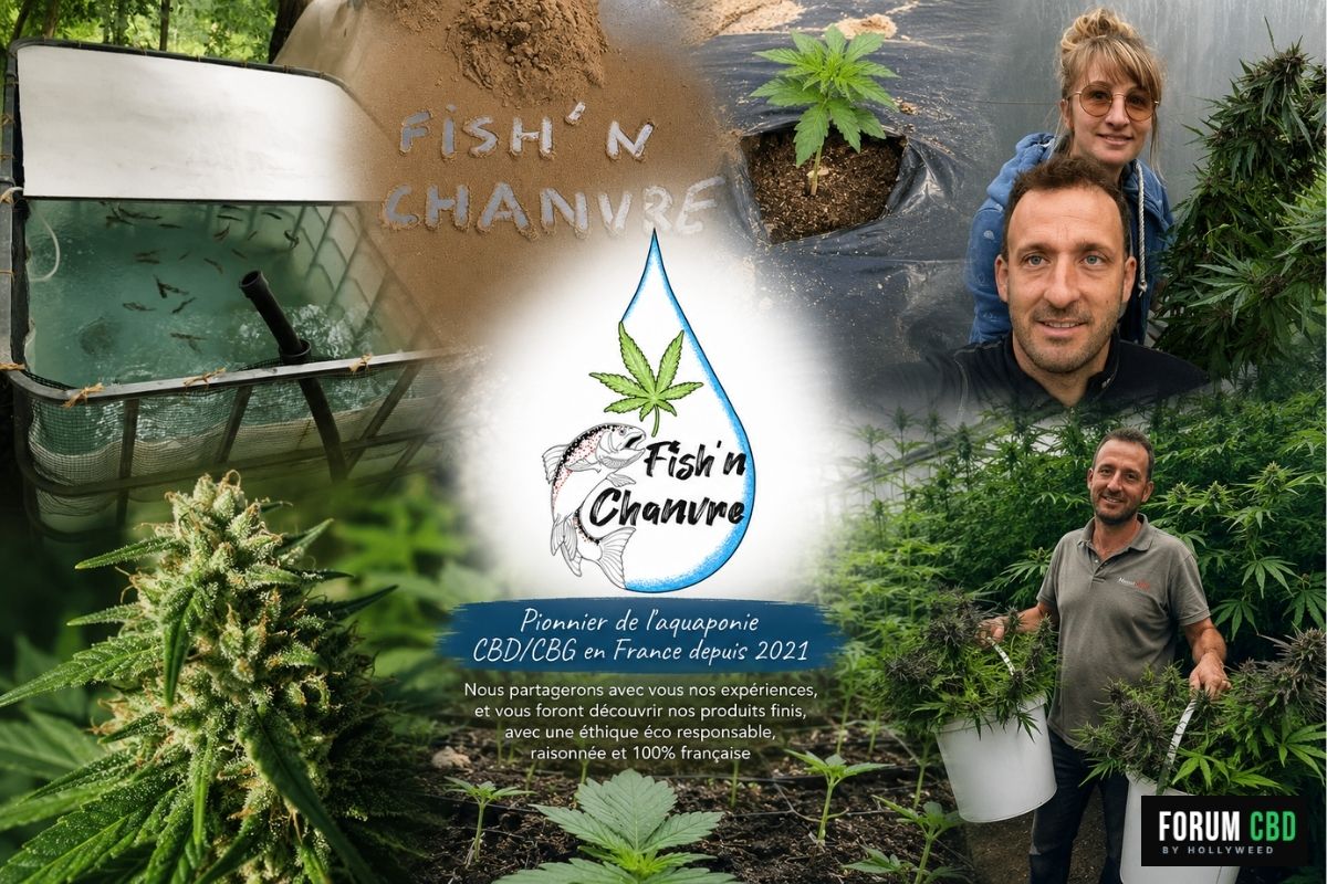 Culture aquaponique de CBD et CBG par Fish’n Chanvre en France.