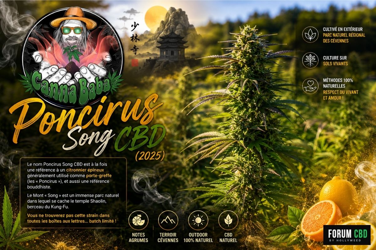 Visuel promotionnel de la Poncirus Song CBD 2025 de CannaBaba avec culture outdoor dans les Cévennes, ambiance agrumes, citron et orange autour d’une fleur CBD cultivée sur sol vivant.