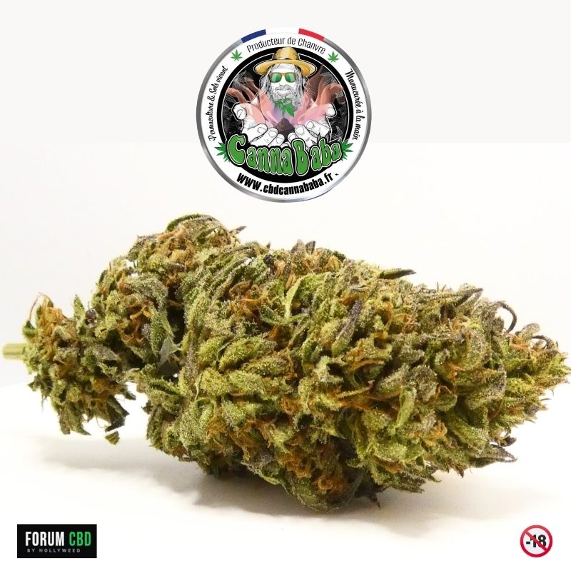 Fleur CBD Poncirus Song de Cannababa cultivée en outdoor sur sol vivant dans le Parc Naturel des Cévennes