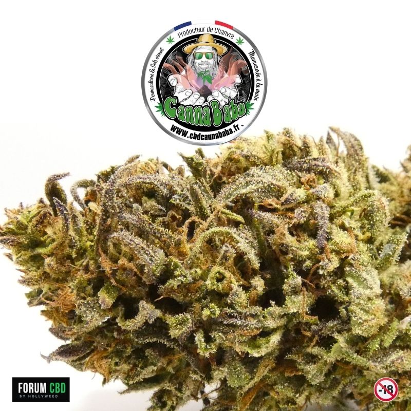 Macro d’une fleur CBD Poncirus Song de Cannababa cultivée en outdoor sur sol vivant dans les Cévennes avec trichomes résineux et nuances vertes et violettes