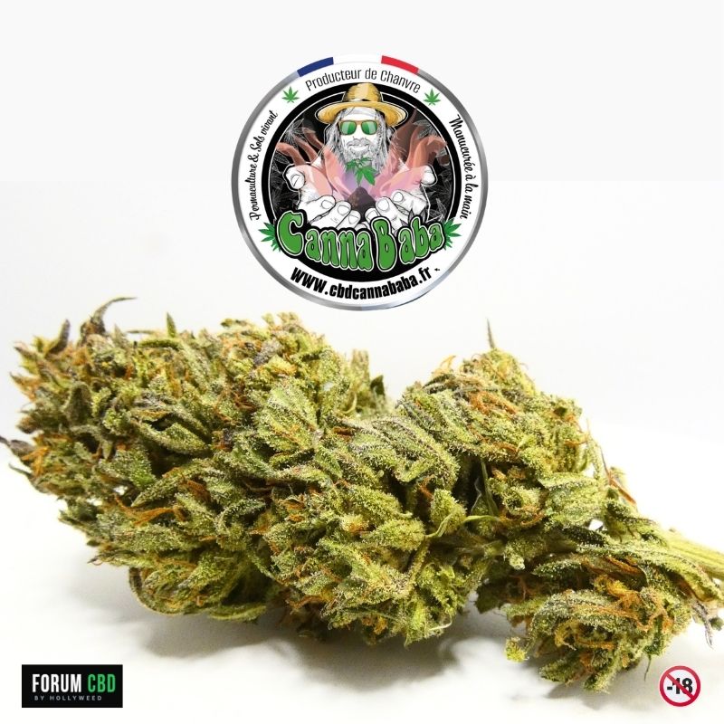 Fleur CBD Poncirus Song de Cannababa aux arômes d’agrumes cultivée en outdoor sur sol vivant dans les Cévennes françaises