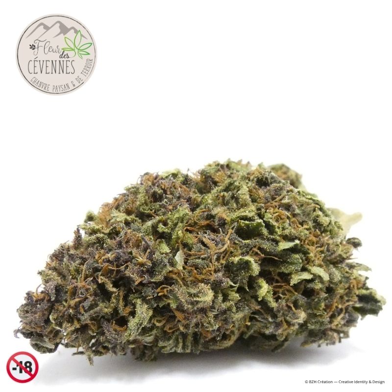 Fleur de CBD Lake Taupø'ff Outdoor de Fleur des Cévennes avec nuances vertes, violettes et pistils orangés en macro