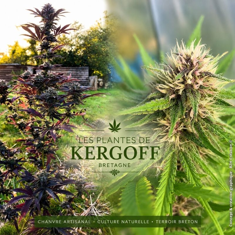 Culture artisanale de chanvre des Plantes de Kergoff en Bretagne