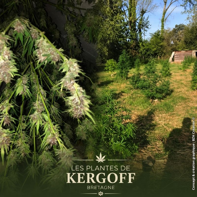 Chanvre cultivé par Les Plantes de Kergoff en Bretagne entre culture outdoor et séchage artisanal