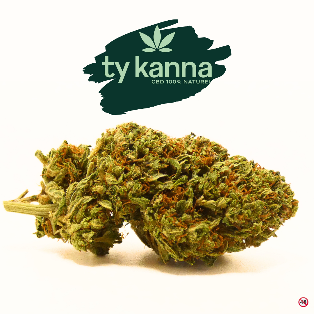 Cake Berry Brûlée de Ty KANNA, fleur de CBD greenhouse cultivée en Bretagne