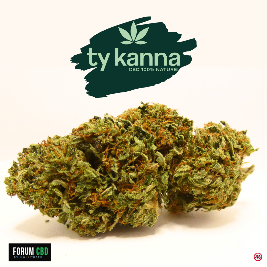 Vue rapprochée de la Cake Berry Brûlée de Ty KANNA, fleur de CBD greenhouse bretonne