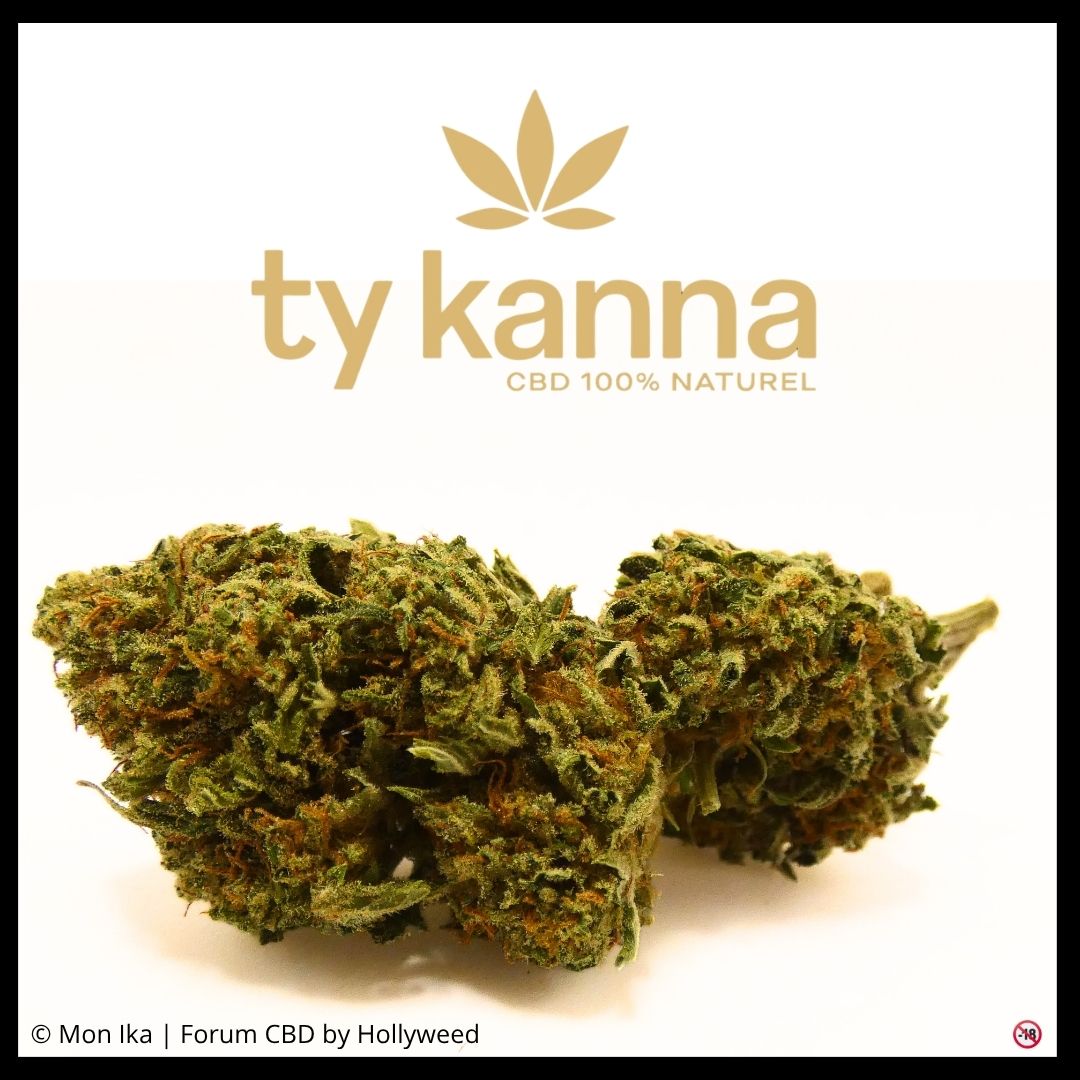 Sour Space Candy Outdoor de Ty Kanna – fleur CBD cultivée en Bretagne et présentation du producteur