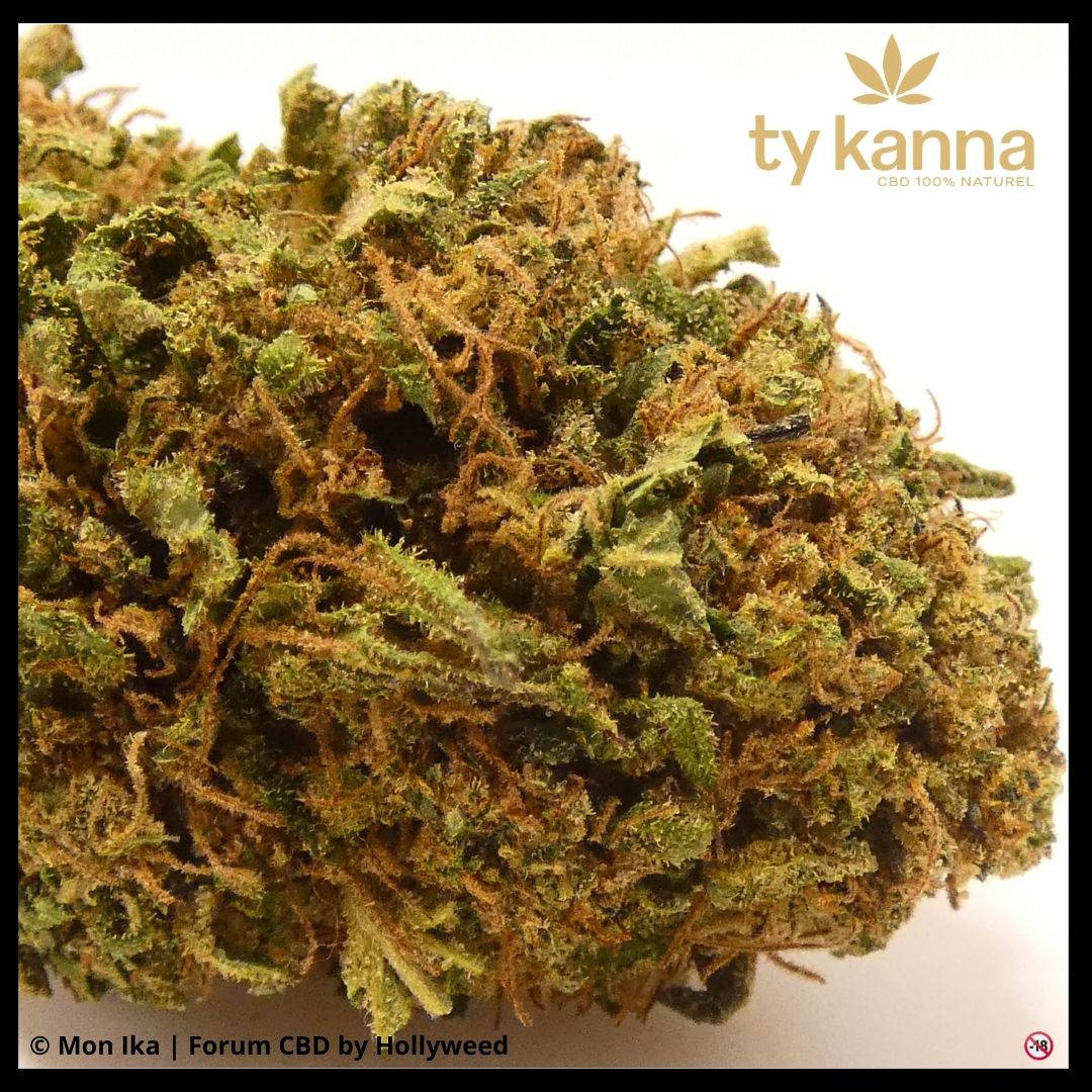 Macro de la fleur CBD Sour Space Candy Outdoor de Ty Kanna avec détails des pistils orangés et texture résineuse