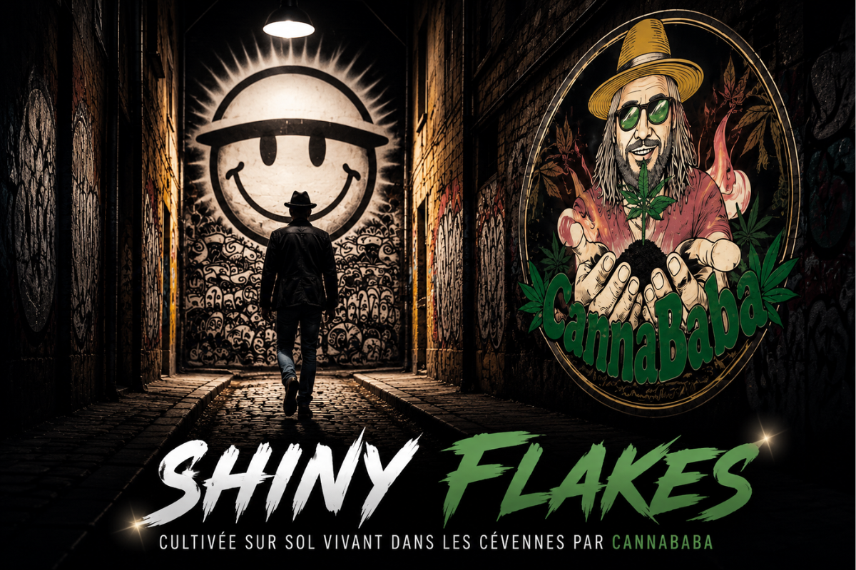Visuel Shiny Flakes CannaBaba dans une ruelle urbaine avec personnage de dos, fresque artistique et logo CannaBaba intégré au mur illustrant l’univers de la fleur CBD cultivée sur sol vivant
