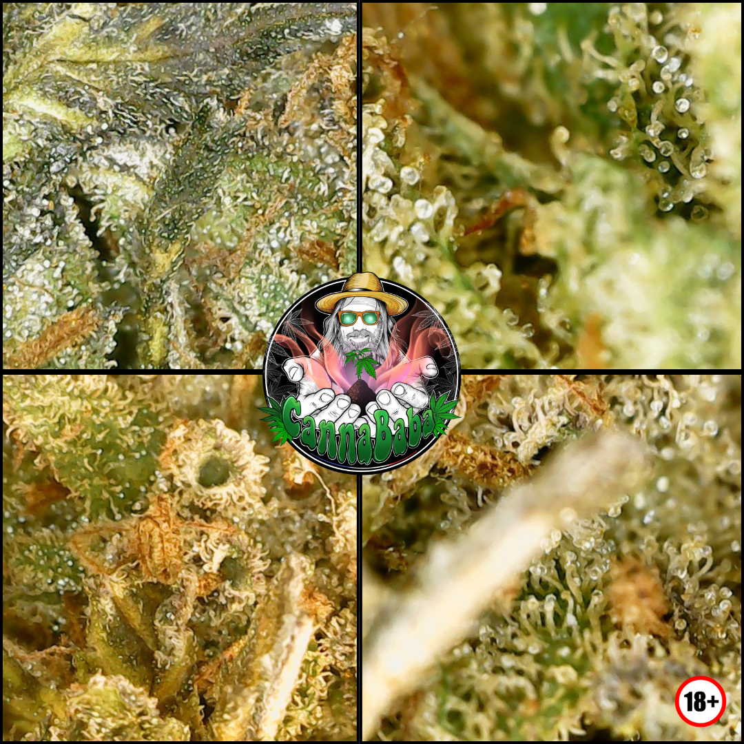 Macro des trichomes de la fleur CBD Shiny Flakes de CannaBaba observée sous endoscope, révélant une forte présence de résine, des trichomes bulbeux translucides et les détails de cette culture sur sol vivant
