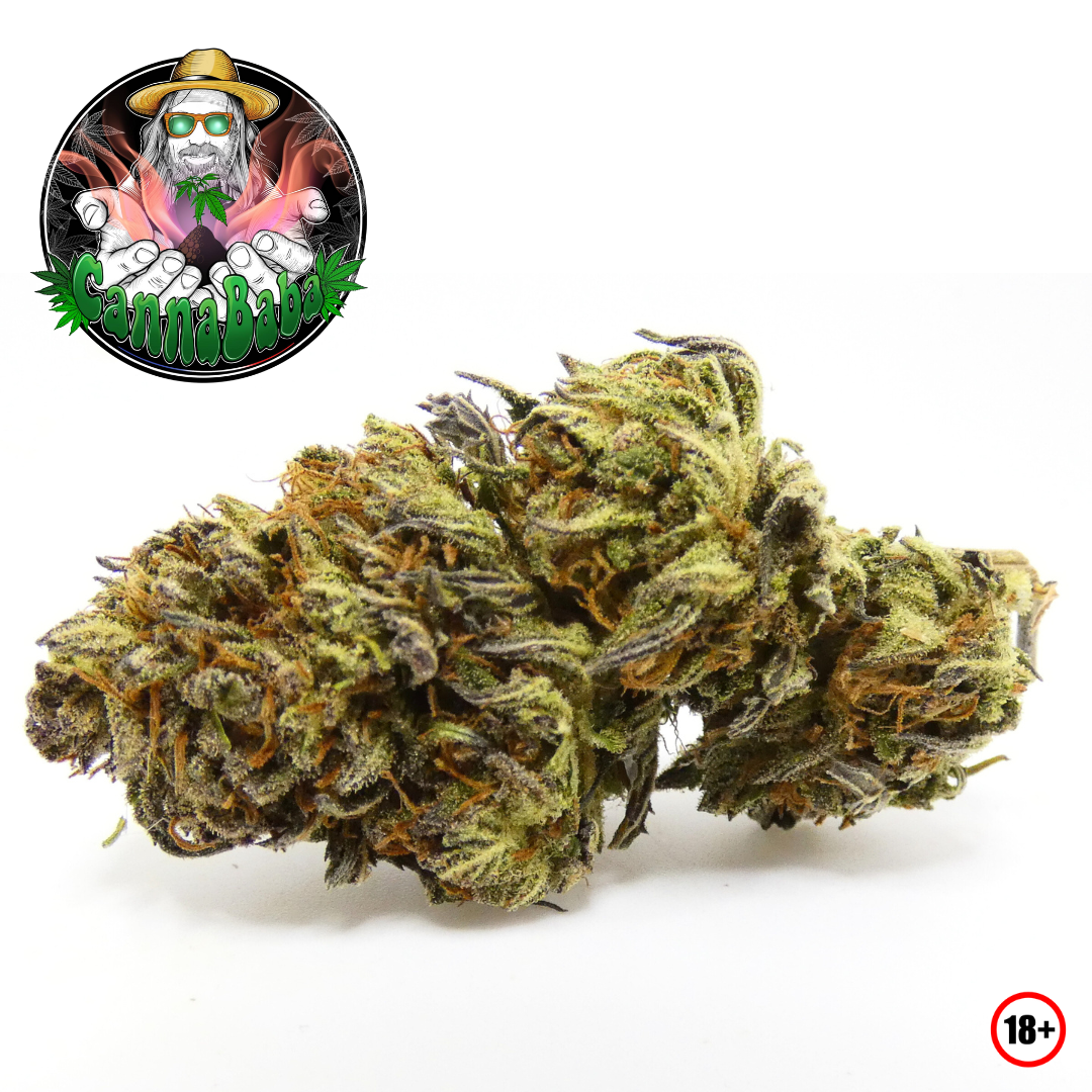 Photo macro de la fleur CBD Shiny Flakes de CannaBaba cultivée sur sol vivant, montrant une bud dense aux nuances vertes et violacées, pistils orangés et forte présence de trichomes résineux
