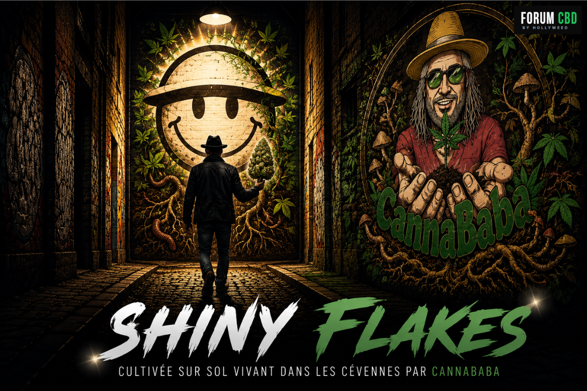 Visuel artistique Shiny Flakes de CannaBaba dans une ruelle urbaine immersive, avec personnage de dos, street art végétalisé, racines apparentes, clin d’œil au sol vivant et univers graphique inspiré des Cévennes