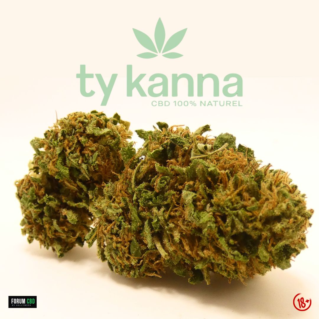Macro de la fleur de CBD Lifter Outdoor de Ty Kanna, cultivée en Bretagne, présentant des têtes aérées aux nuances de vert clair et foncé, recouvertes de nombreux pistils orangés. La structure végétale naturelle et le profil typique d’une culture outdoor mettent en avant un aspect brut et authentique du chanvre.