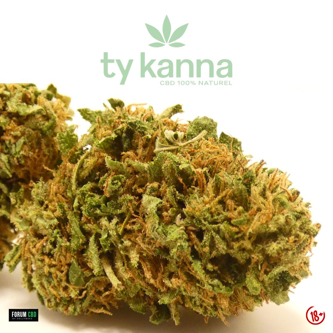 Gros plan sur la fleur de CBD Lifter Outdoor de Ty Kanna, cultivée en Bretagne, mettant en avant une tête au profil aérien avec de nombreuses nuances de vert et une abondance de pistils orangés. La structure naturelle de cette outdoor révèle une manucure propre et un aspect végétal authentique.