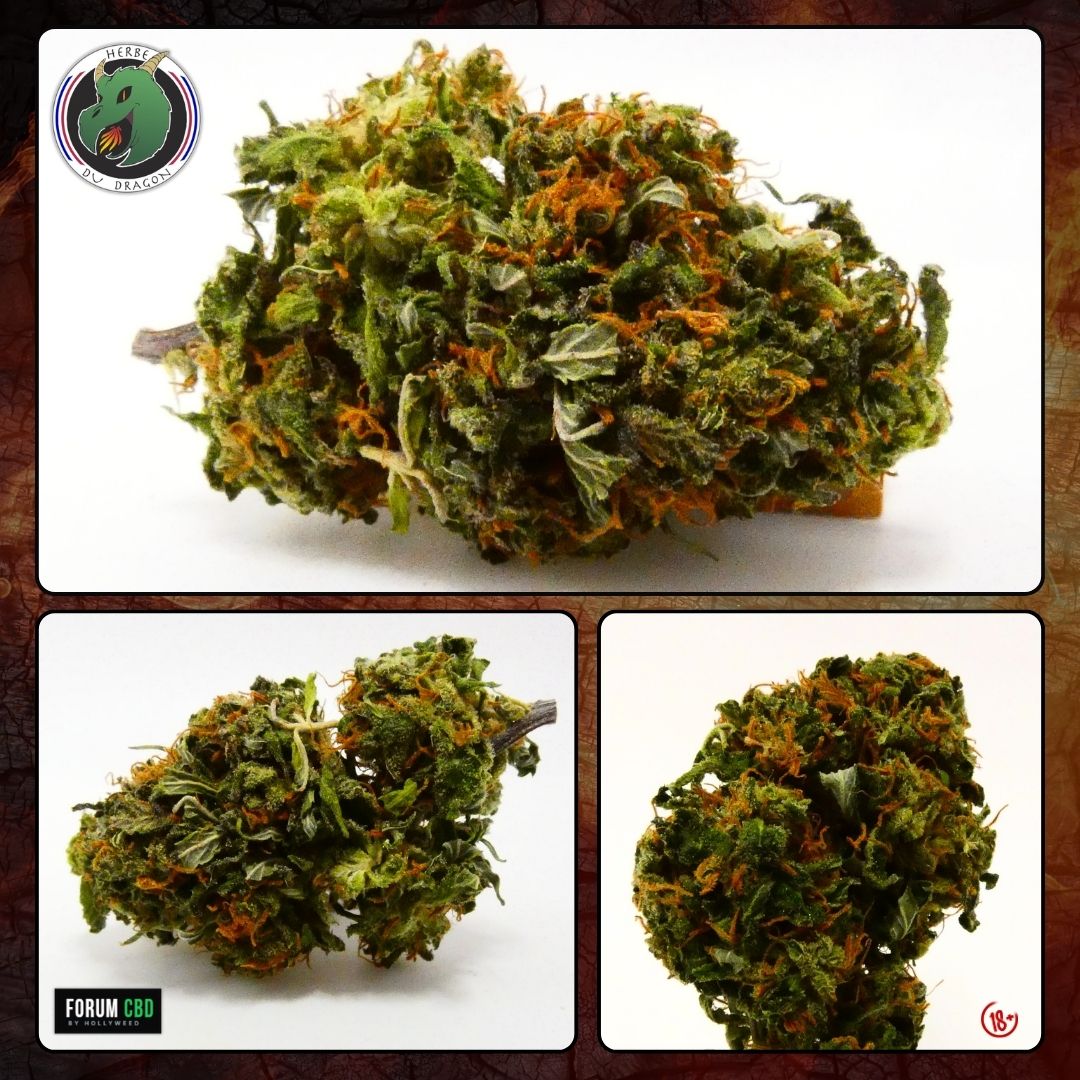 Trois fleurs de Morning Glory de L’Herbe du Dragon en gros plan mettant en avant les pistils orangés, les nuances de vert et la structure naturelle d’une fleur CBD cultivée en Provence.