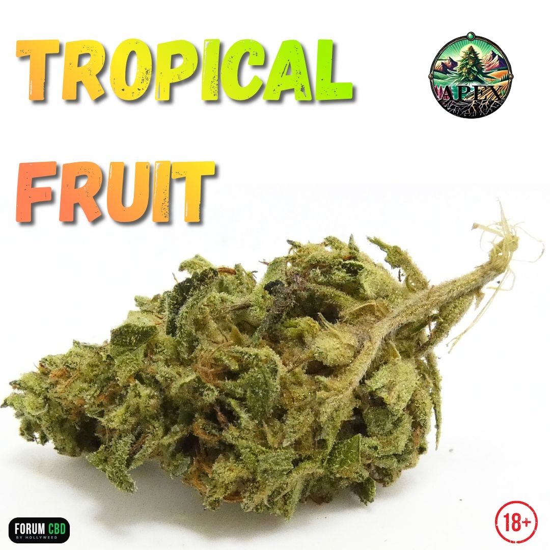Tropical Fruit Outdoor de APEX CBD en small bud dévoilant ses nuances vert clair, pistils orangés et trichomes visibles sur une fleur cultivée en extérieur