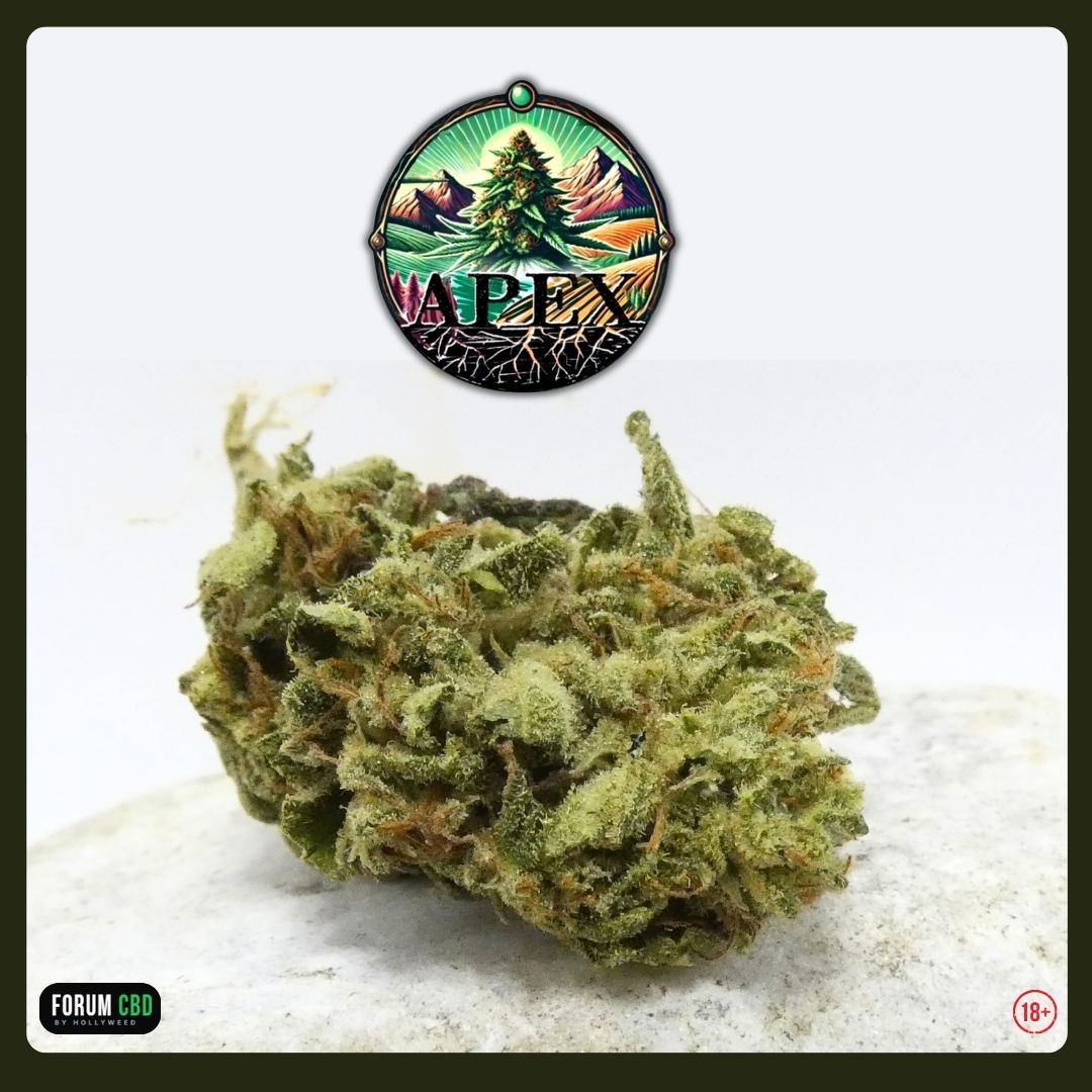 Vue détaillée de la Tropical Fruit Outdoor de APEX CBD mettant en avant ses trichomes, sa structure small bud et son aspect outdoor