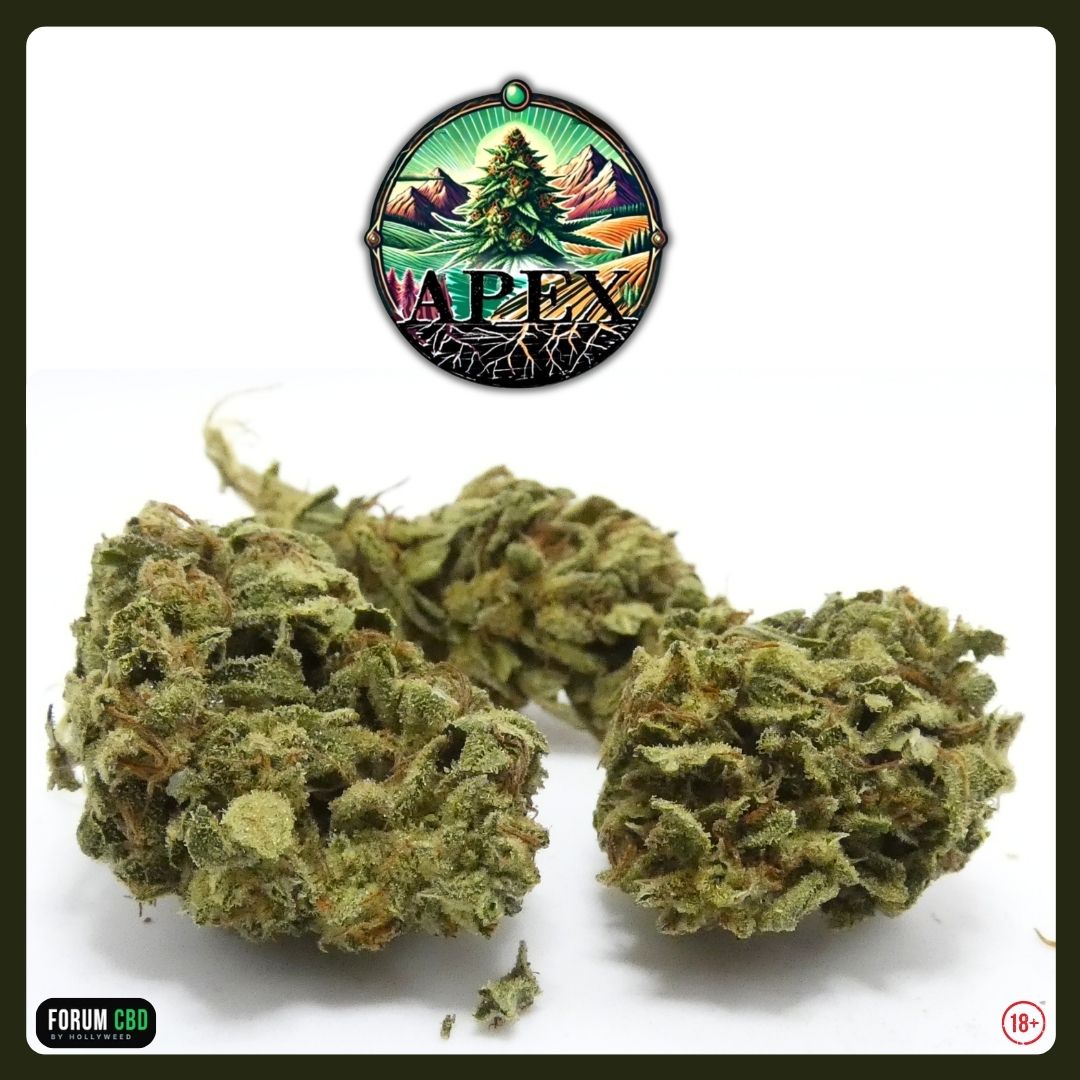 Fleurs Tropical Fruit Outdoor de APEX CBD en small bud dévoilant leurs trichomes, pistils orangés et structure naturelle d’une culture outdoor