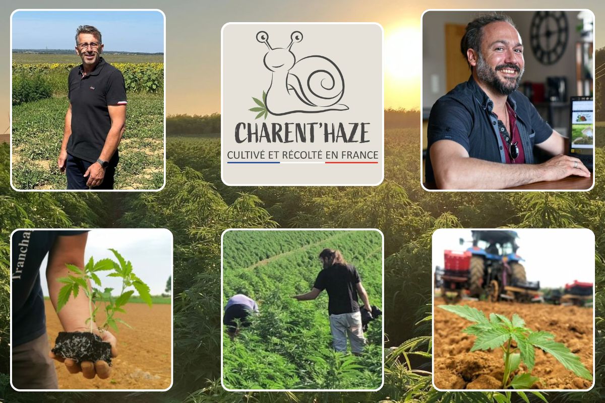 Les fondateurs de Charent’Haze entourés de leur culture de chanvre et de visuels représentatifs de la marque, illustrant le travail d’un chanvrier français passionné en Charente.
