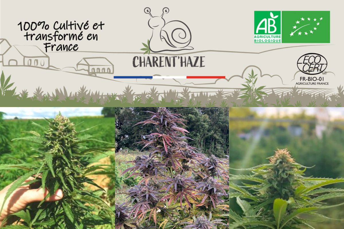 Visuel Charent’Haze mettant en avant une culture de chanvre 100 % cultivée et transformée en France, avec le logo de la marque, les certifications bio et plusieurs plants de chanvre cultivés en plein air.
