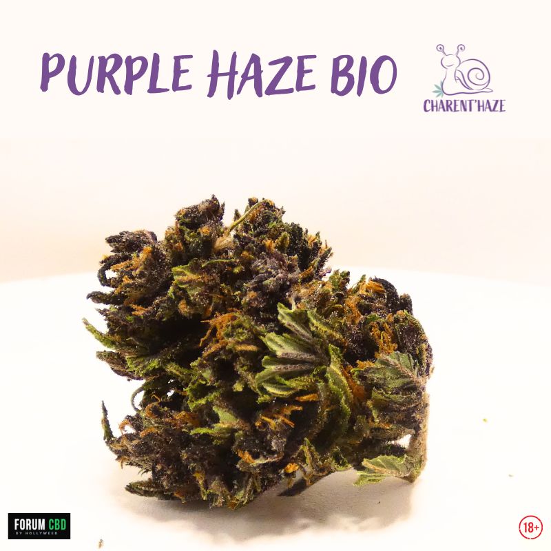 Visuel de la Purple Haze Bio cultivée par Charent’Haze avec mise en avant de cette variété de chanvre française issue d’une culture biologique en plein air.