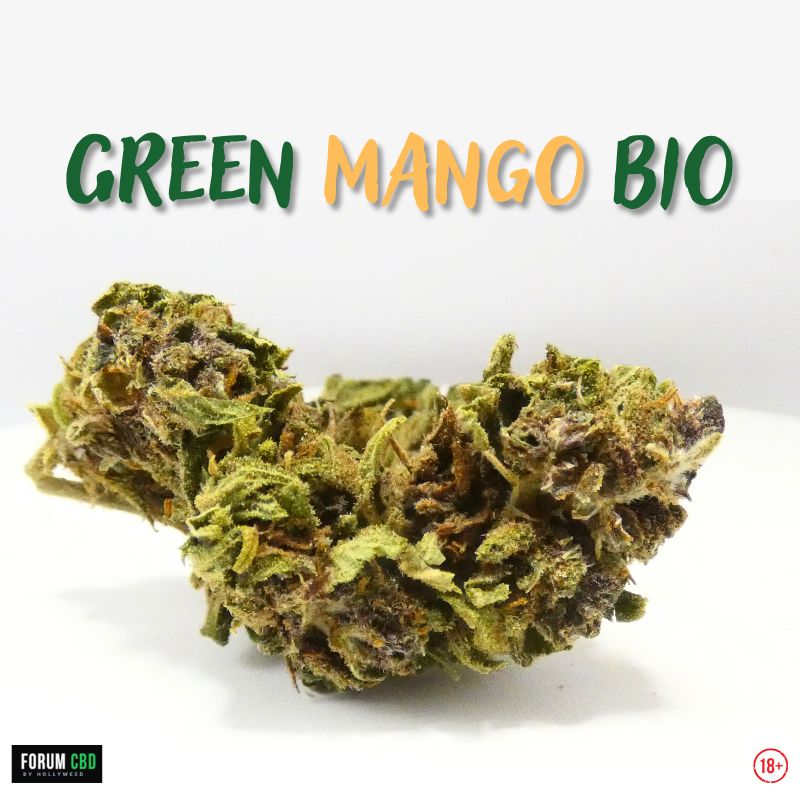 Visuel de la Green Mango Bio de Charent’Haze, une fleur de chanvre cultivée en France, mettant en avant une variété bio aux profils aromatiques naturels issue du terroir charentais.