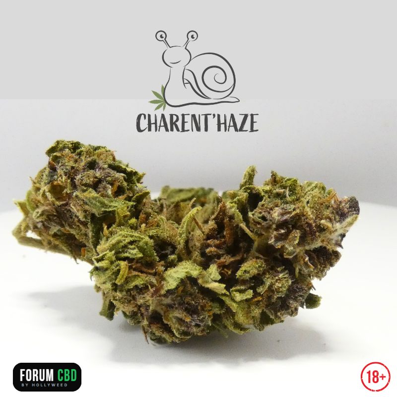 Fleur CBD Green Mango Bio de Charent'Haze cultivée en France, gros plan sur une tête résineuse aux nuances vertes et violettes.