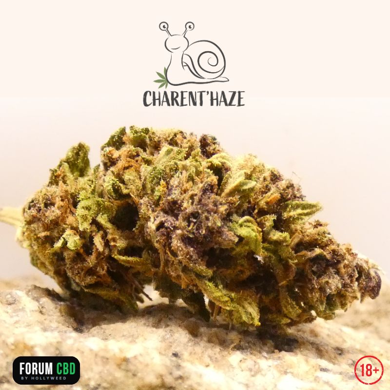 Photo de la fleur CBD Green Mango Bio de Charent'Haze, gros plan sur une tête aux nuances vert olive, violettes et aux pistils orangés.