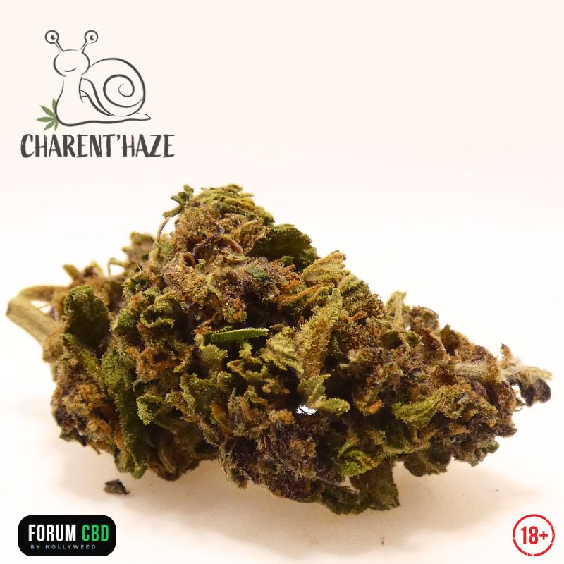 Gros plan sur la fleur CBD Green Mango Bio de Charent'Haze, présentant des nuances vert olive, violettes, des pistils orangés et une belle couverture de trichomes.