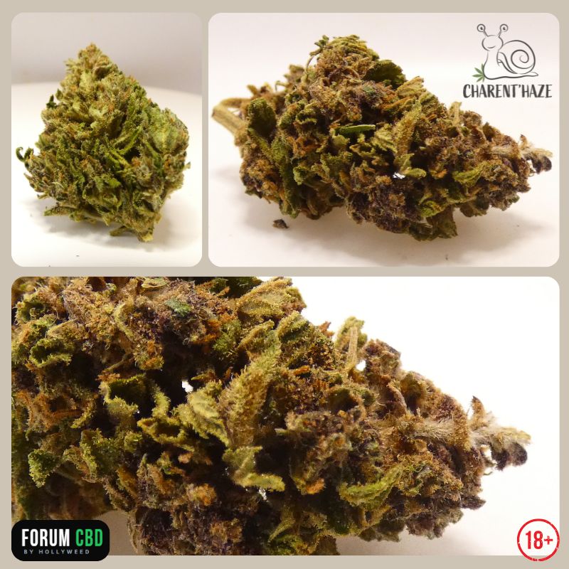 Montage photo de la Green Mango Bio de Charent'Haze présentant plusieurs vues de cette fleur CBD française, avec un gros plan sur les trichomes, les nuances vert olive, violettes et les pistils orangés.