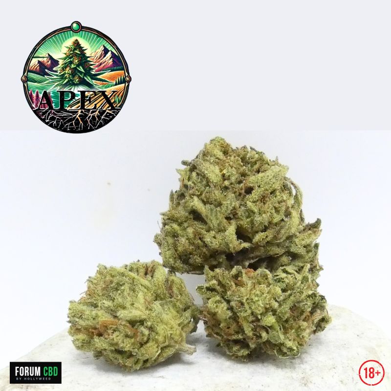 Deux small buds de Straw Pop d'Apex CBD, fleur CBD Outdoor française cultivée sur sol vivant, montrant la structure des têtes et leur couverture de trichomes.